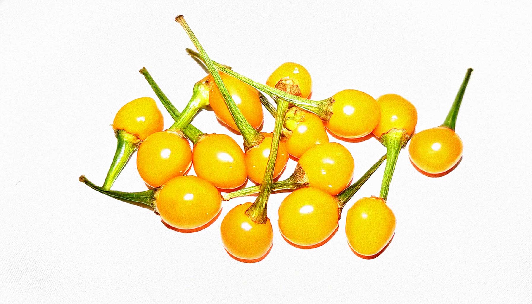https://www.bencondito.at/bilder/news/127/aji-charapita-chili-vorschau_preview.jpg