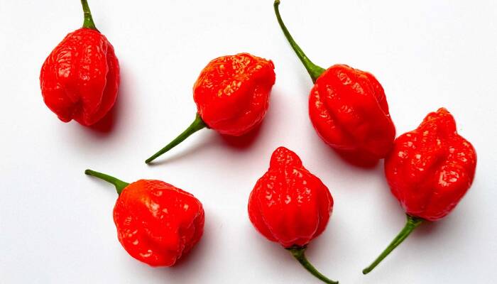 Scharf, schärfer, Trinidad Moruga Scorpion – Die extremste Chili der Welt - Trinidad Moruga Scorpion – Die schärfste Chili der Welt