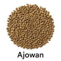 Ajowan – Königskümmel mit intensivem Aroma