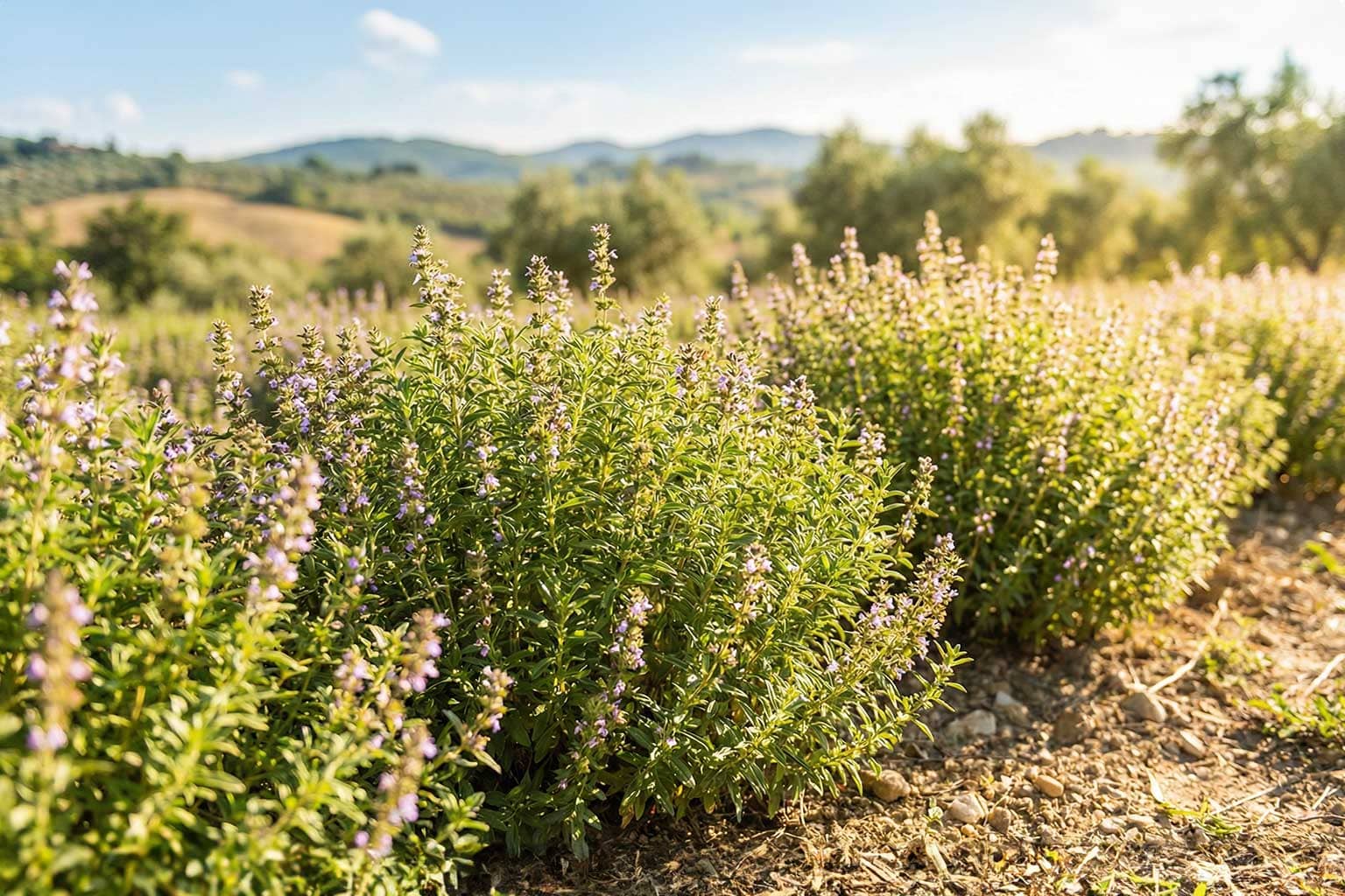 Bohnenkrautpflanzen auf einem sonnigen Kräuterfeld