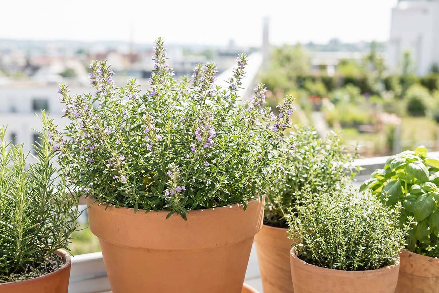 bohnenkraut-garten Bohnenkraut im Kräutertopf auf einem Balkon neben anderen Küchenkräutern