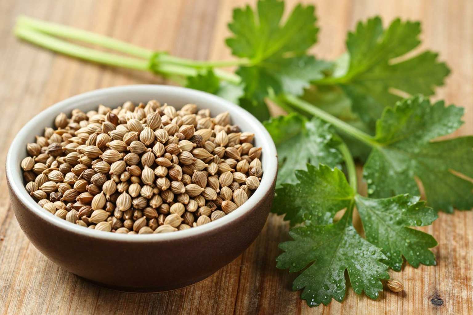 Koriandersamen und frische Korianderblätter für die Ayurveda Gewürze Grundausstattung