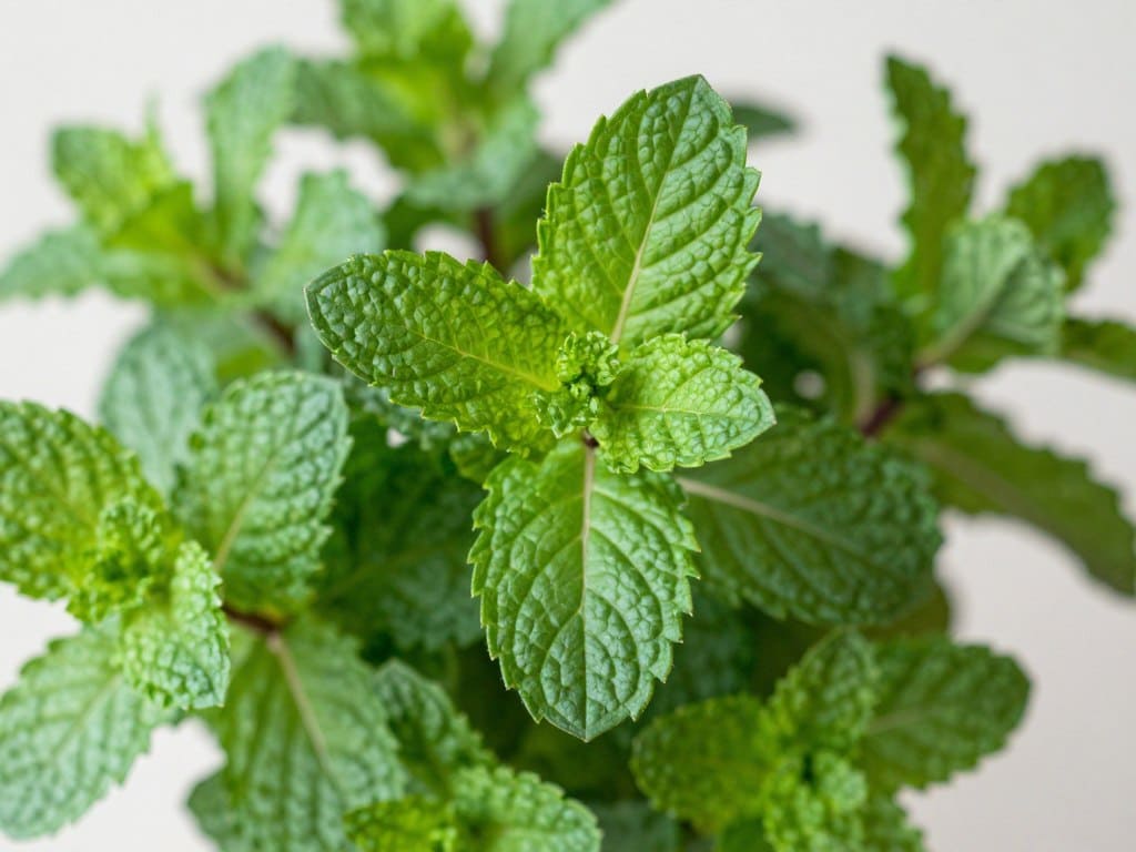 Minze mit glänzenden gezackten Blättern