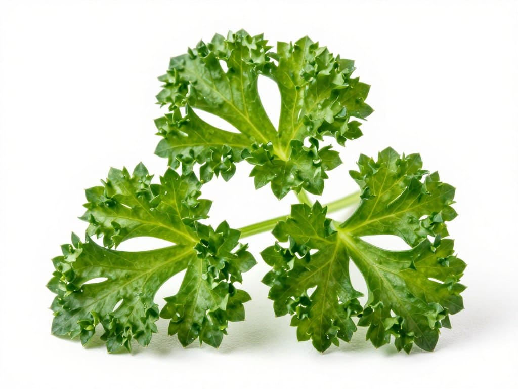 Frische Petersilie mit krausen Blättern