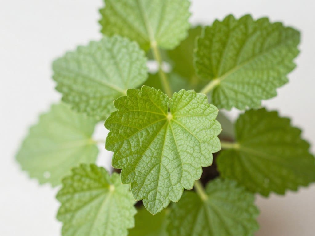 Zitronenmelisse mit herzförmigen Blättern