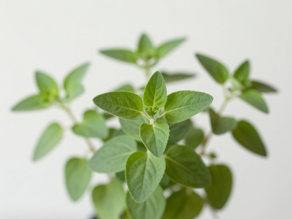 Oregano mit kleinen ovalen Blättern