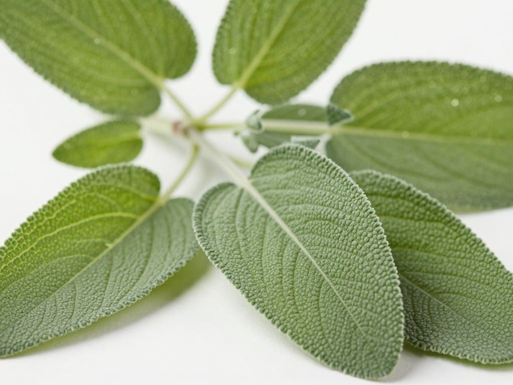 Salbei mit samtigen grau-grünen Blättern