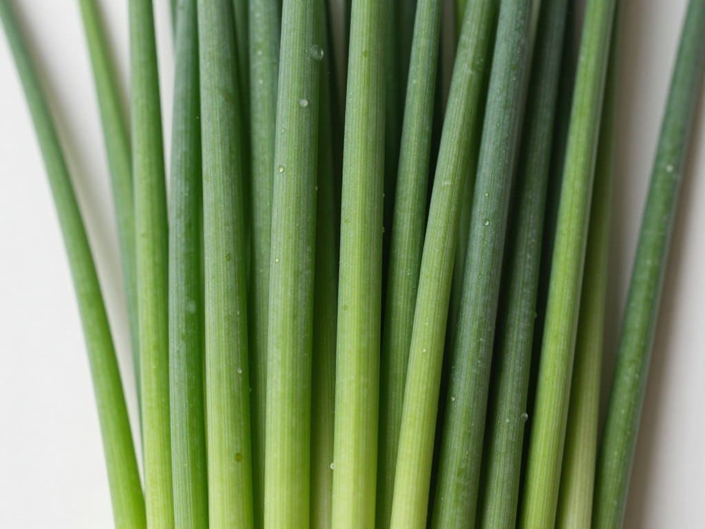 Schnittlauch mit röhrenförmigen grünen Halmen