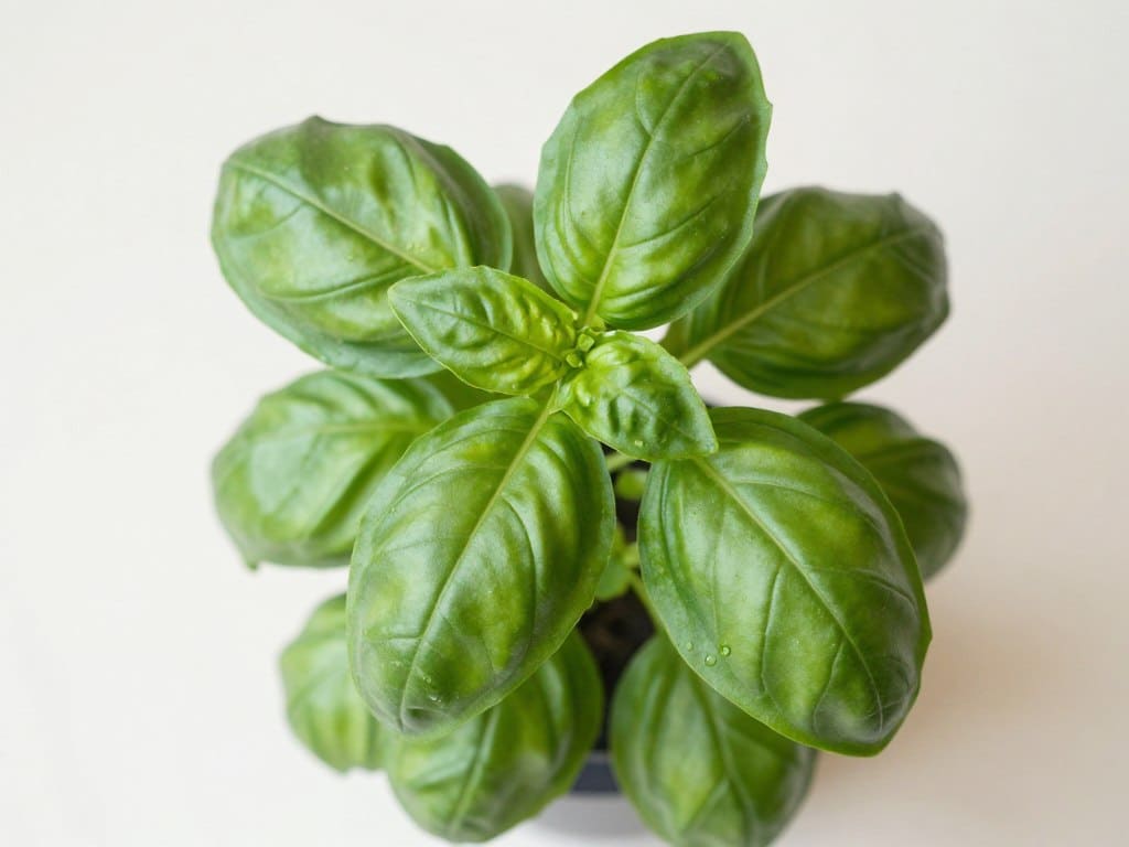 Frisches Basilikum mit großen grünen Blättern