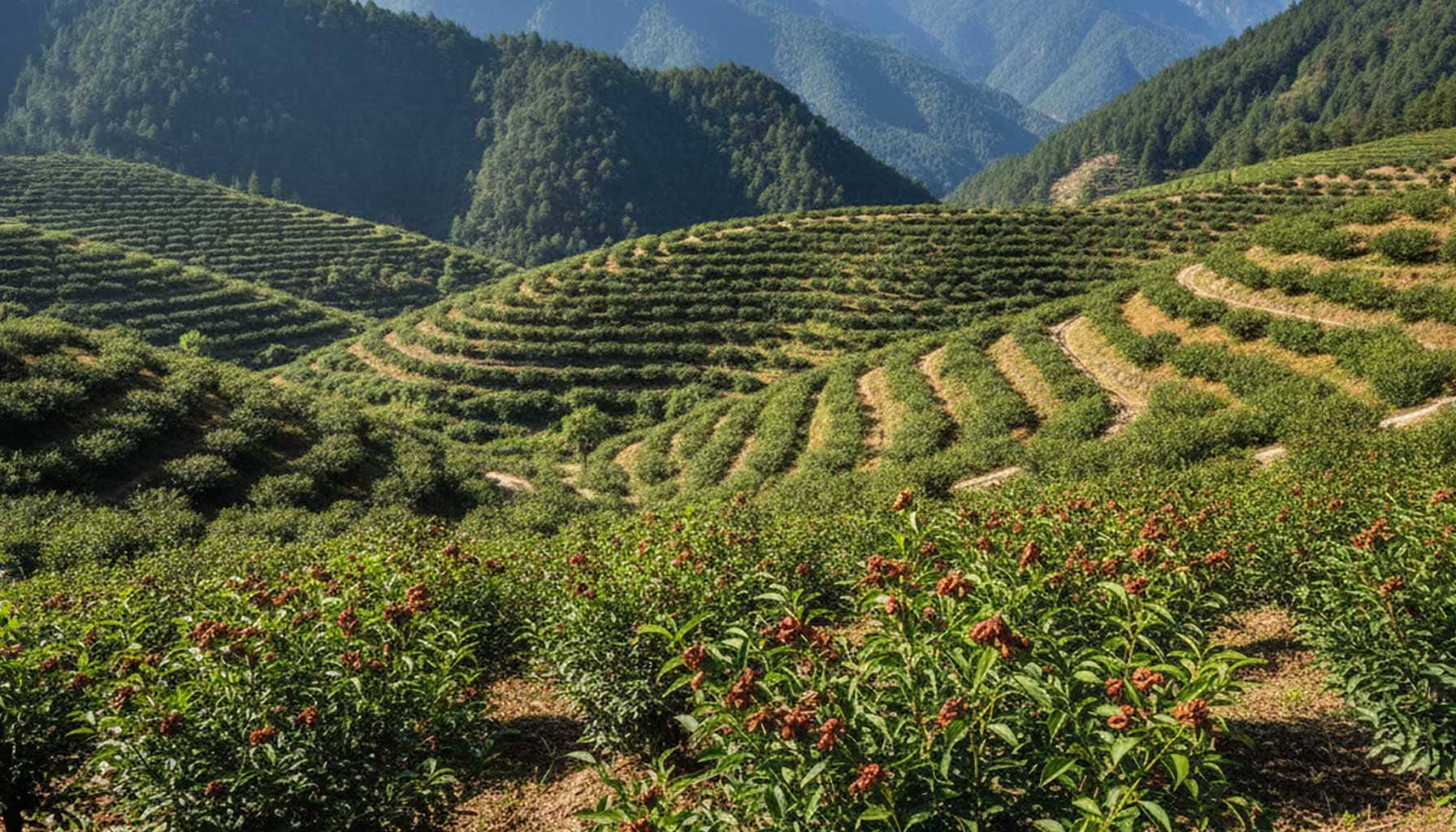 Szechuan Pfefferplantage in China